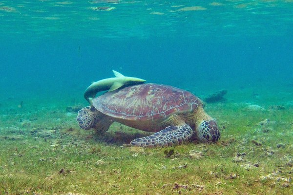 Entre tortues braconnées et lac Karihani grignoté, la biodiversité ne peut pas attendre la reconstruction