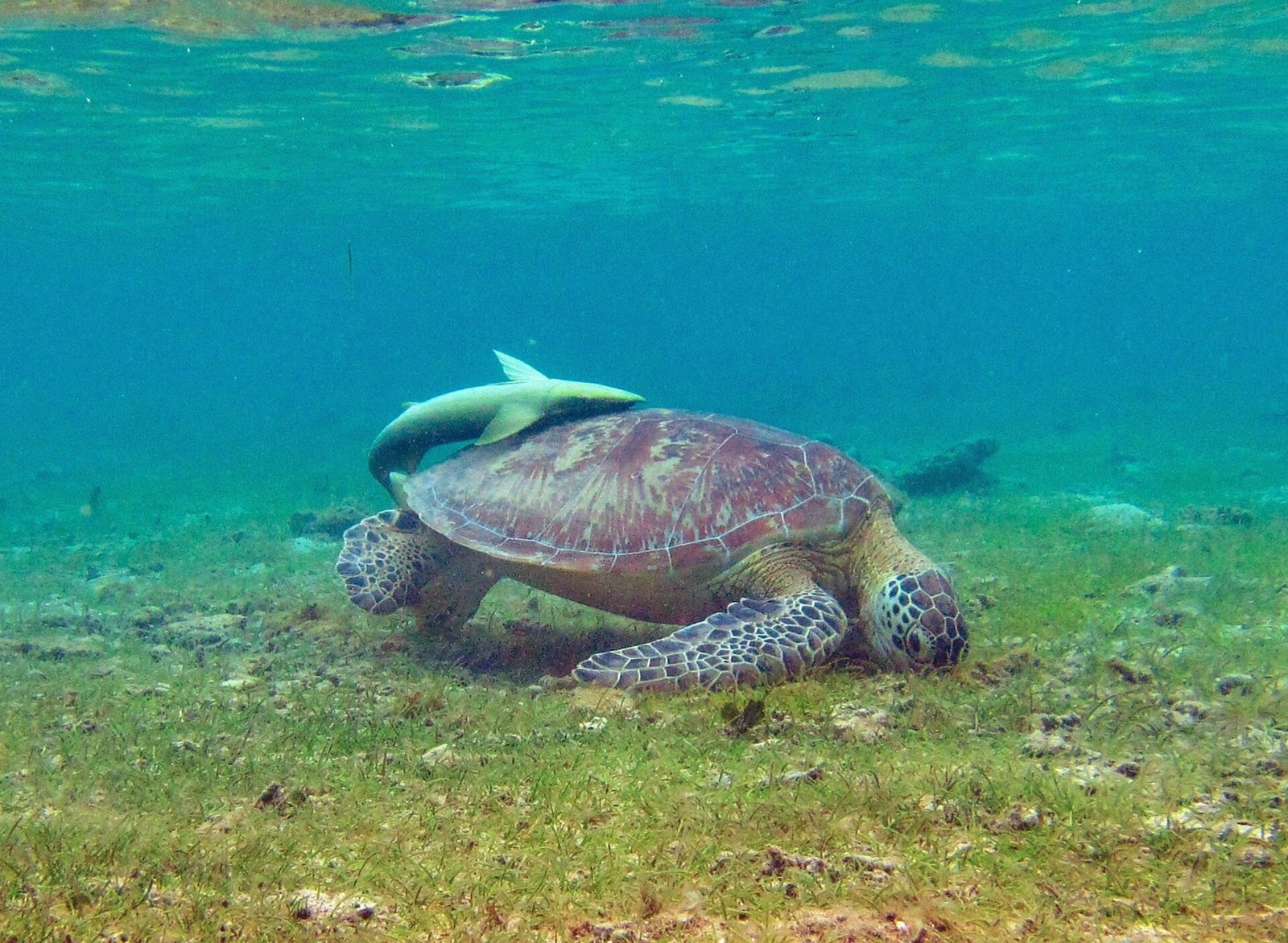 Tortue verte dans le lagon de Mayotte