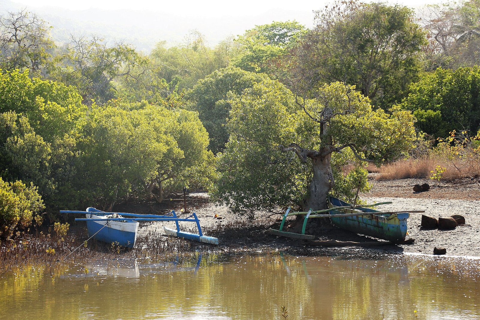 Mangrove près de Hajangoua, Mayotte